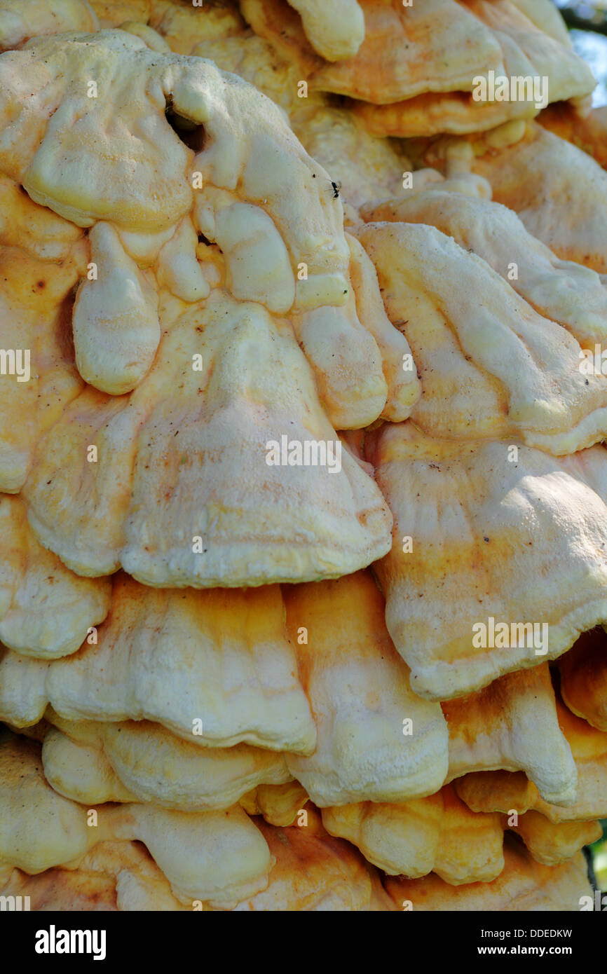 Close-up of a huge hub fungus. Stock Photo