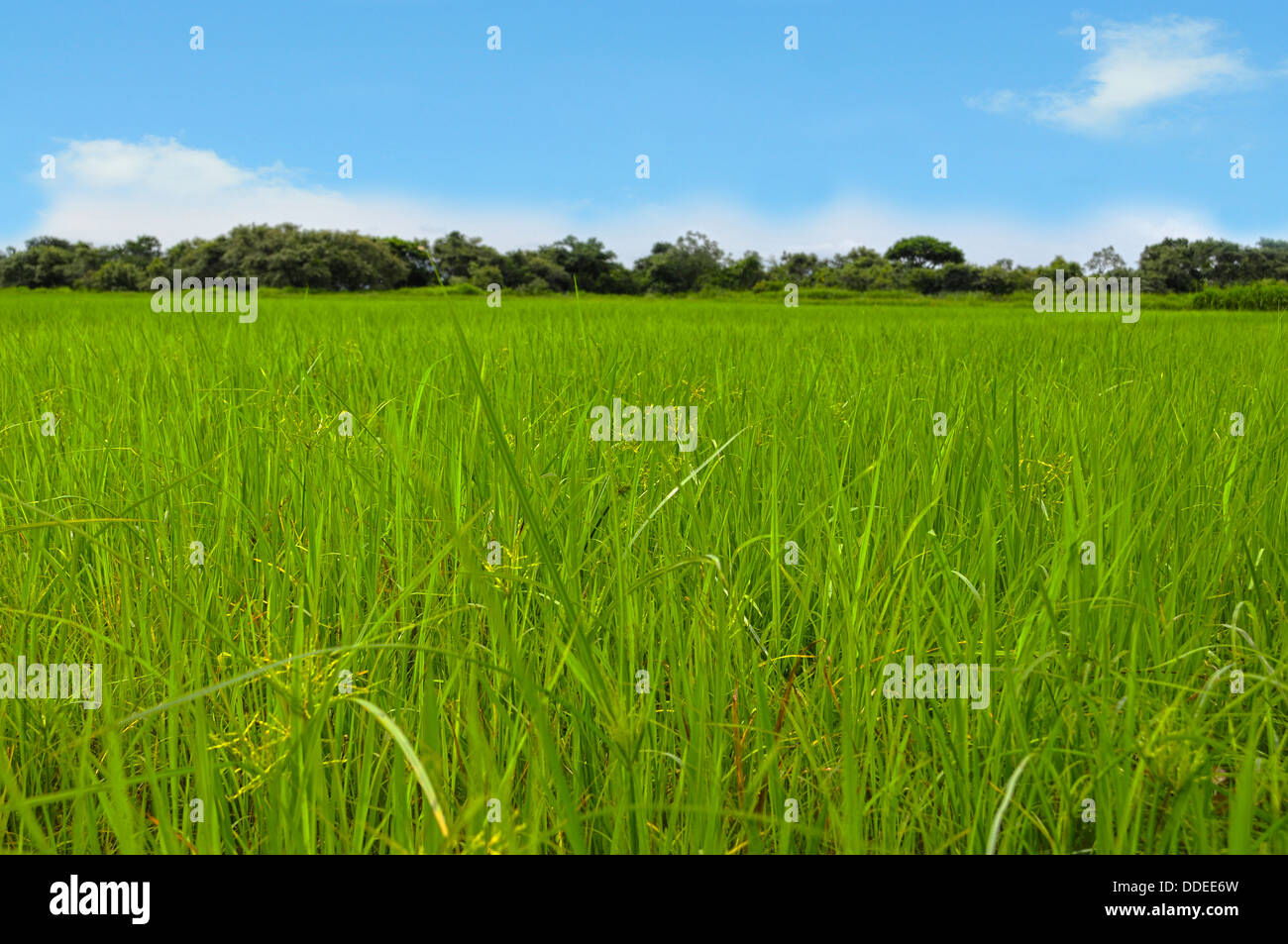 Beautiful grass meadow with a bright blue sky Stock Photo