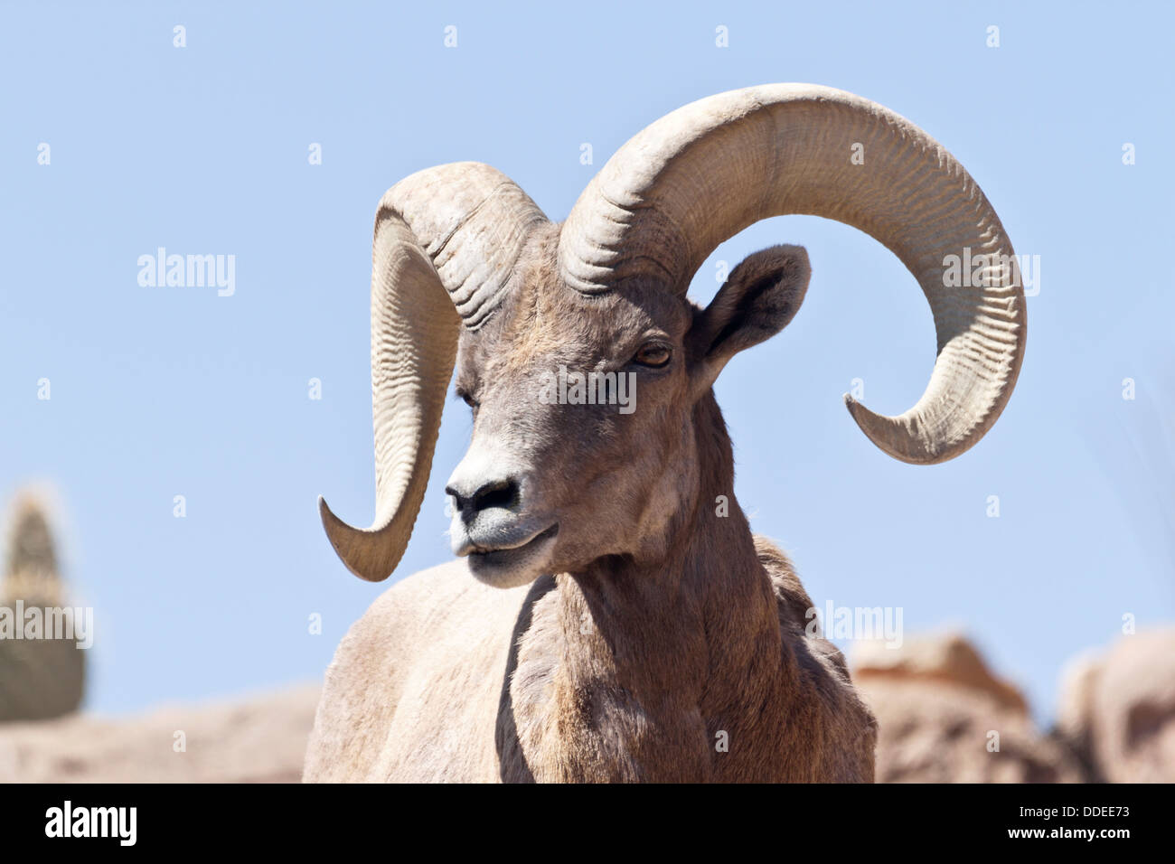 Desert bighorn sheep horn hi-res stock photography and images - Alamy