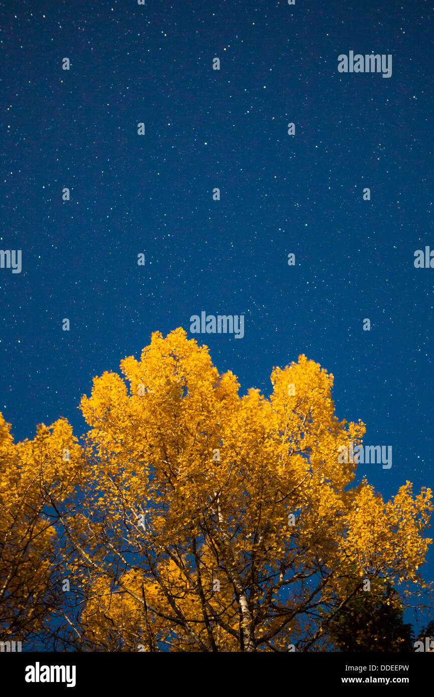 Yellow tree and starry sky at autumn night Stock Photo