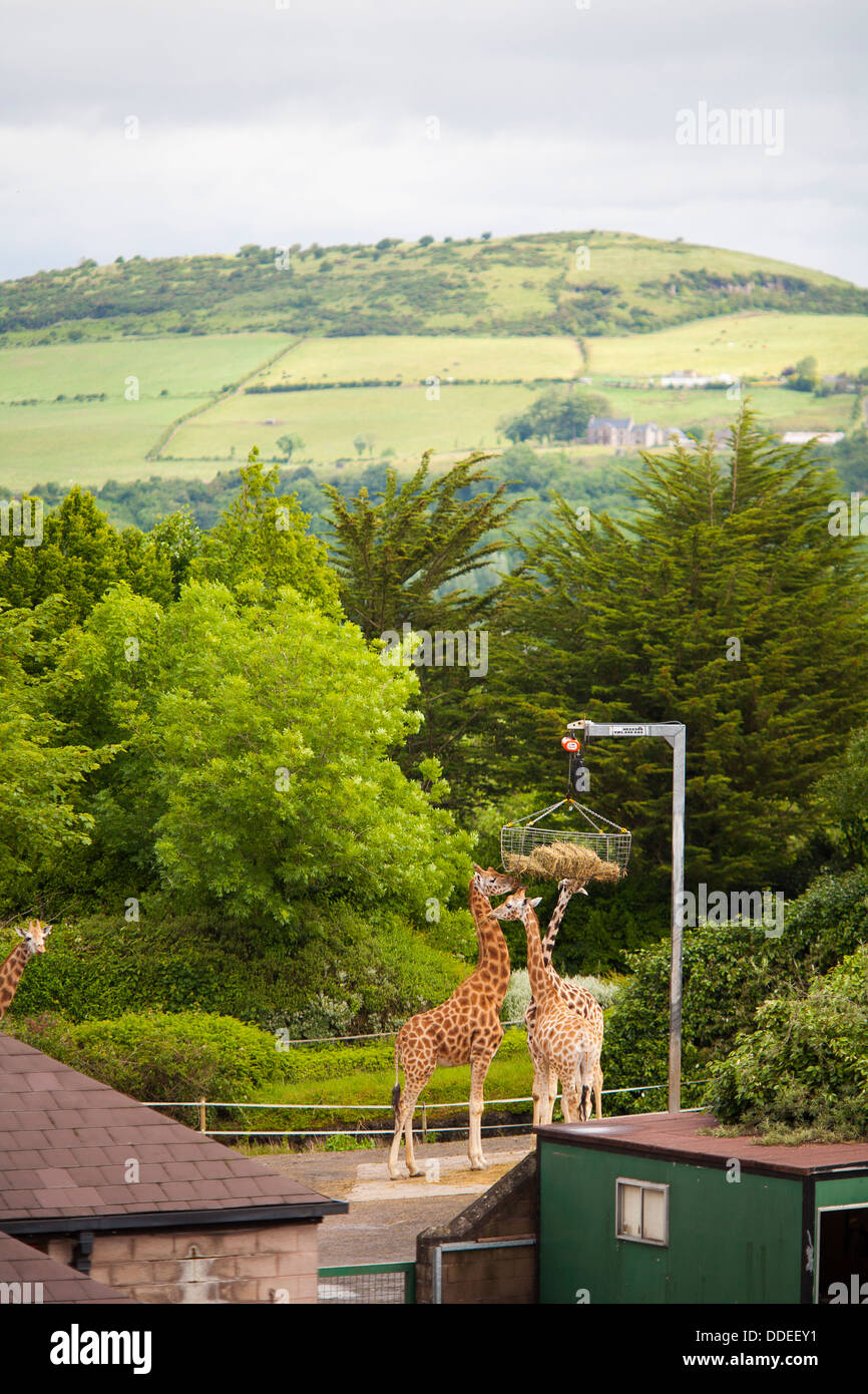 Giraffes feed from a hanging basket with a view of the Belfast hills at