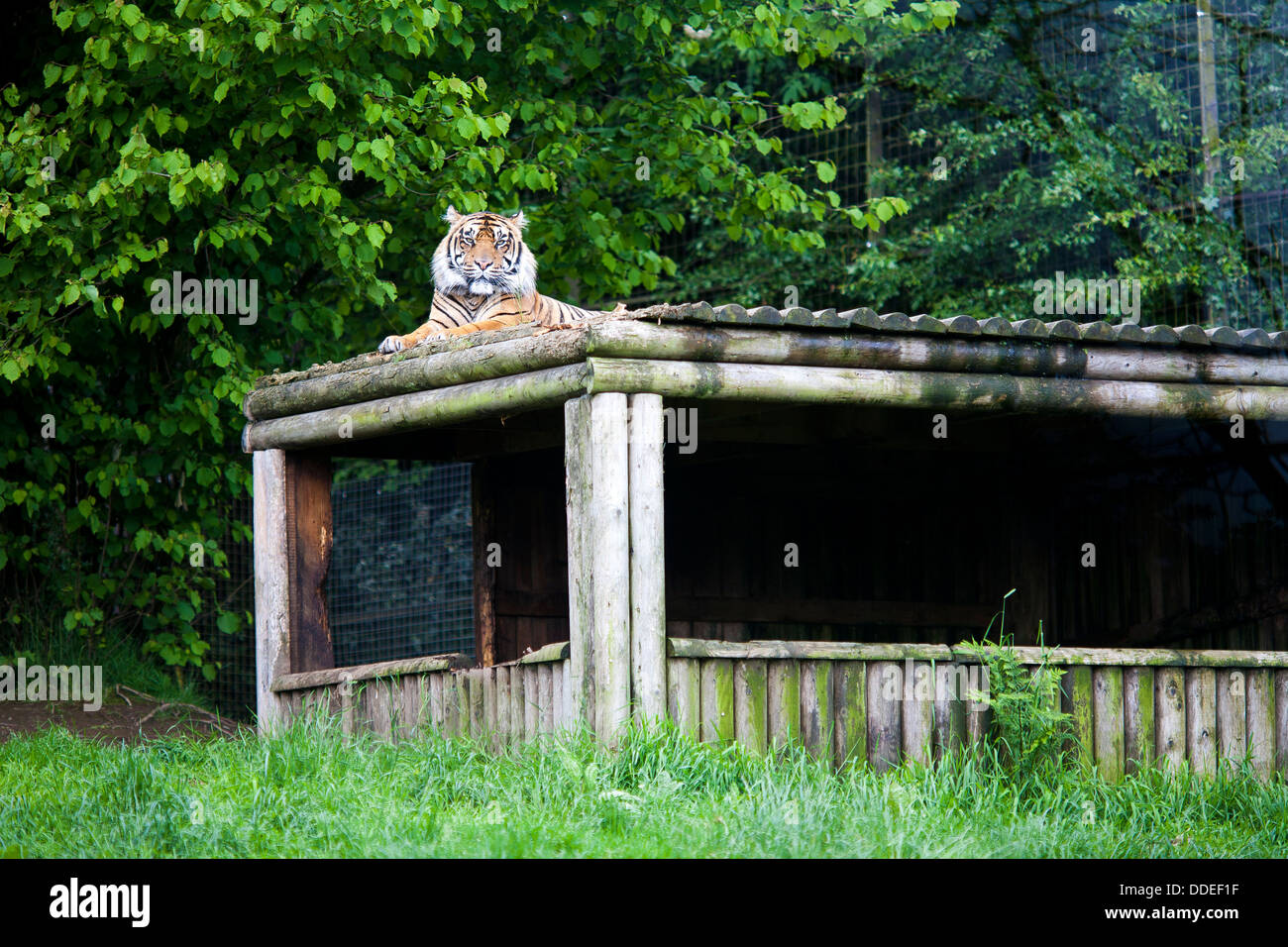 A male tiger sits on top of his shelter at Belfast zoological gardens