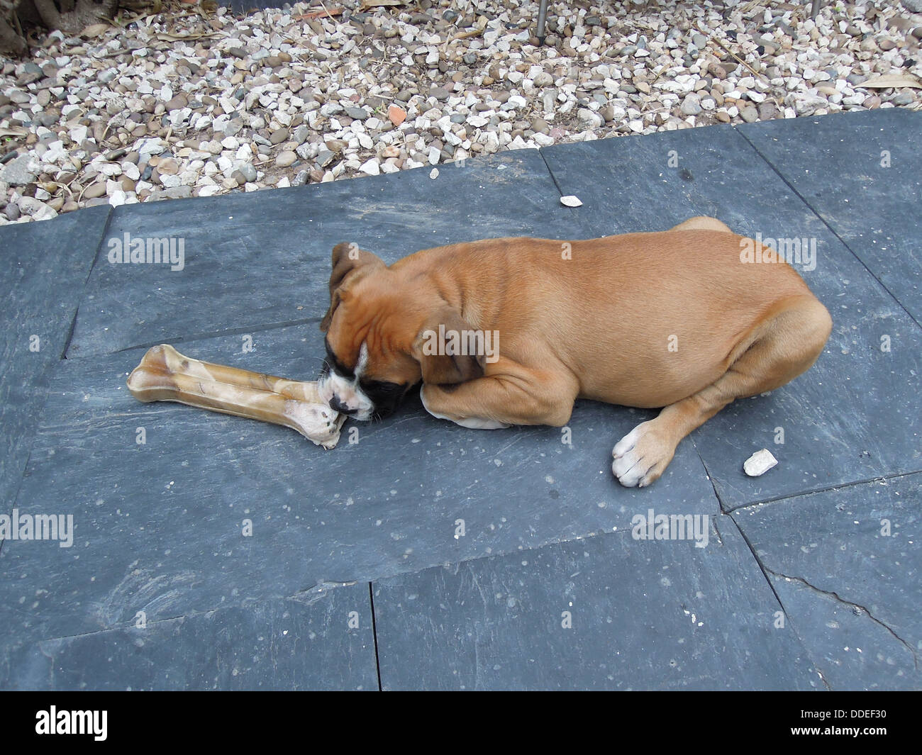 Small dog big bone hires stock photography and images Alamy