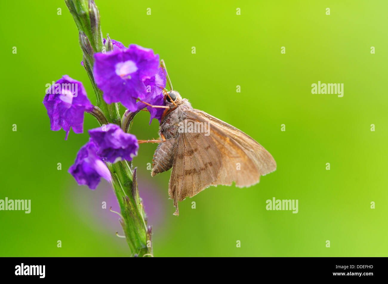 Small skipper butterfly on a purple flower Stock Photo