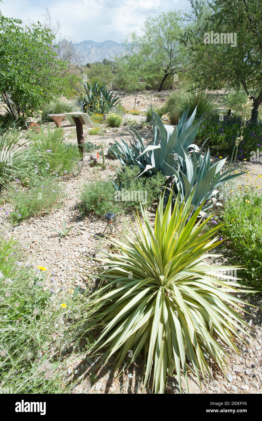 Wild Desert Plants on Trail Stock Photo