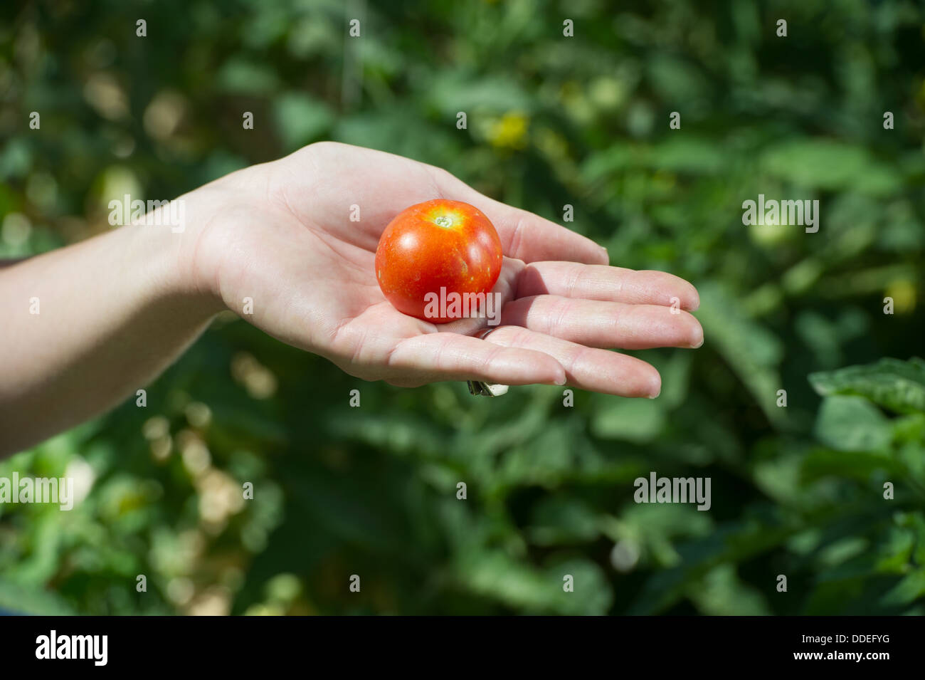 Farmer Holding Tomato Stock Photo
