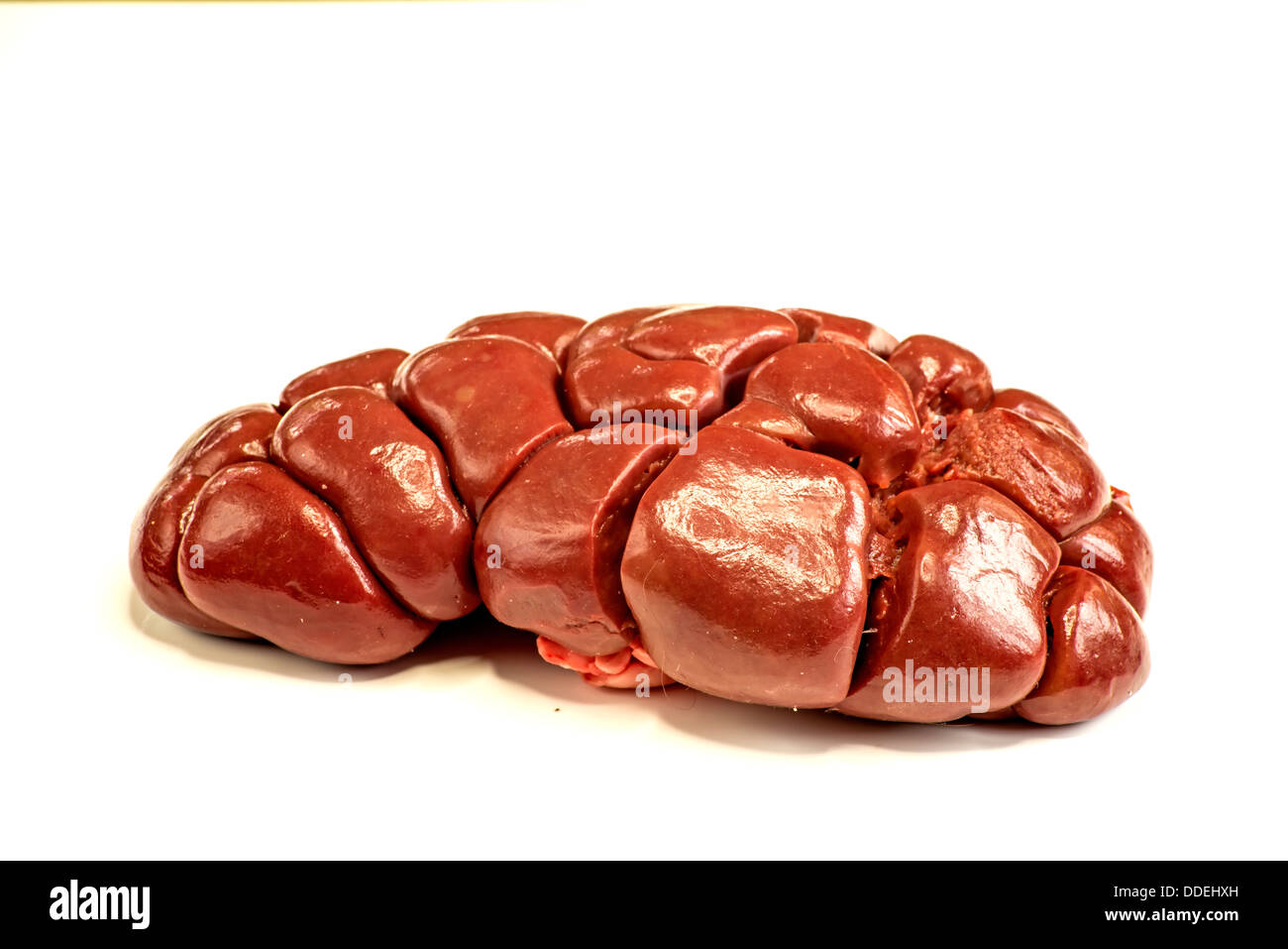 kidney of a cow Stock Photo