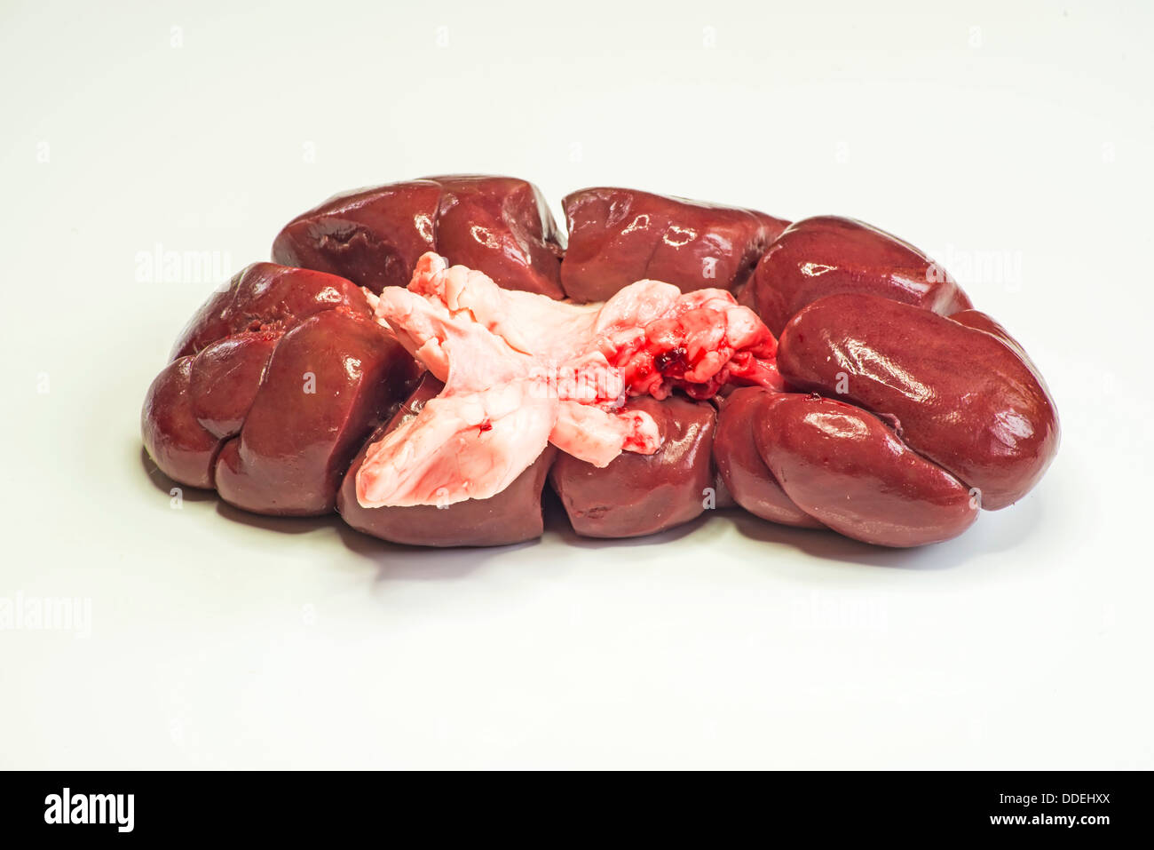 kidney of a cow Stock Photo
