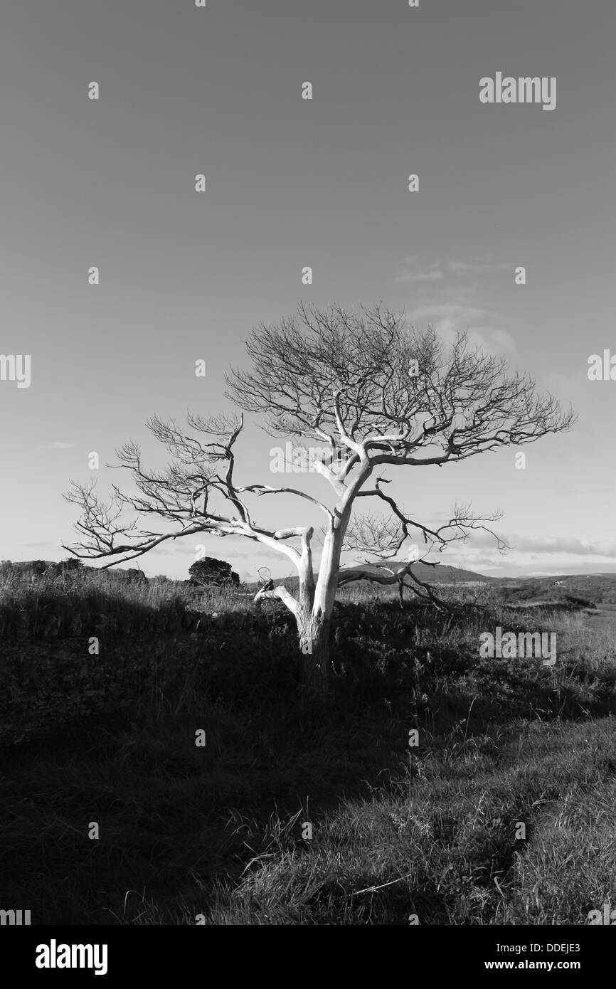 Very old tree Black and White Stock Photos & Images - Alamy