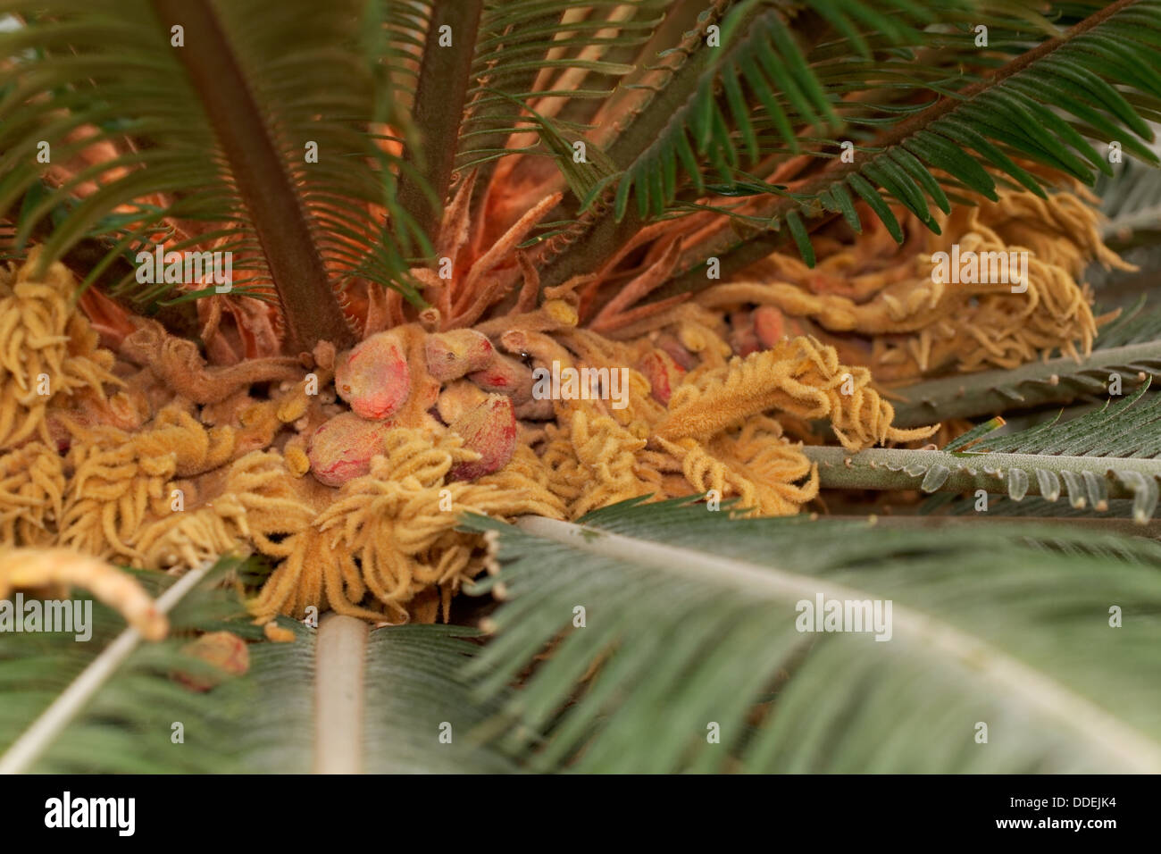 Japanese sago palm Stock Photo