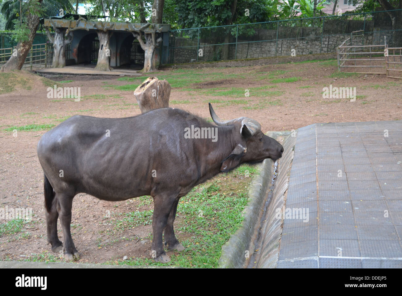 African buffalo animal zoo Stock Photo -