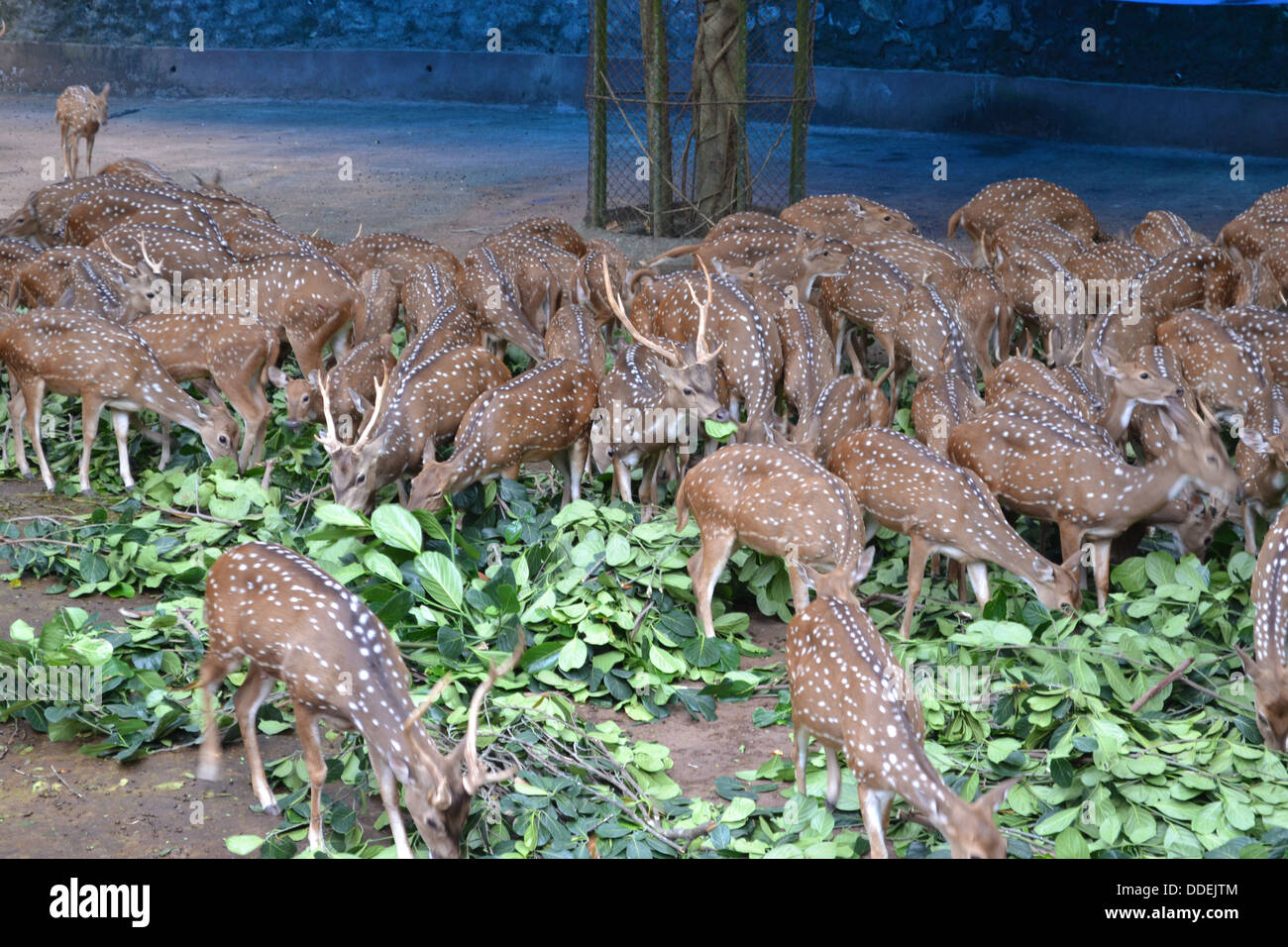 Animals zoo hi-res stock photography and images - Alamy