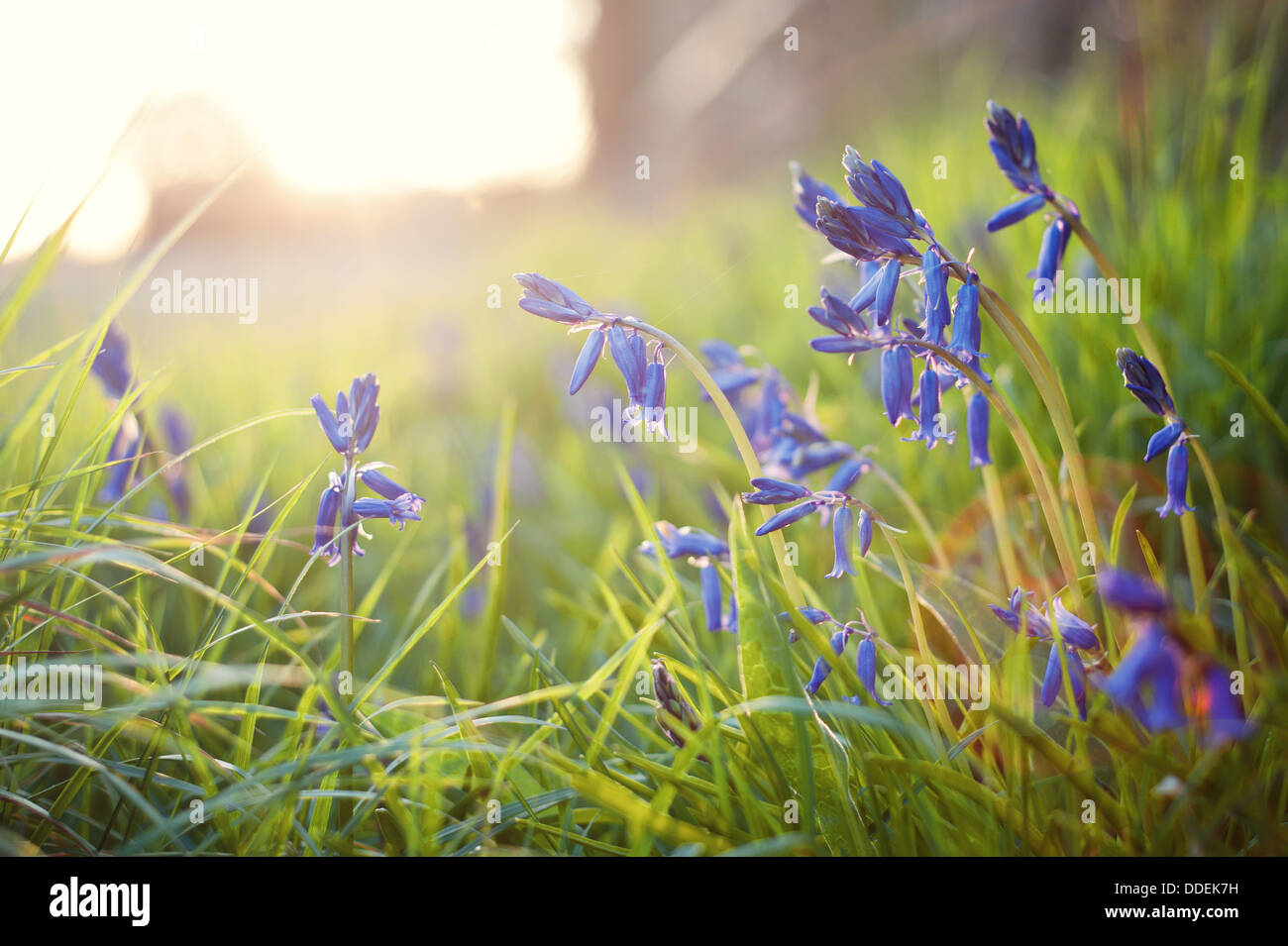 Wild bluebells with sun setting behind Stock Photo