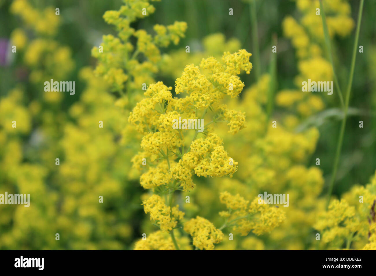 image of yellow flowers of Galium verum Stock Photo