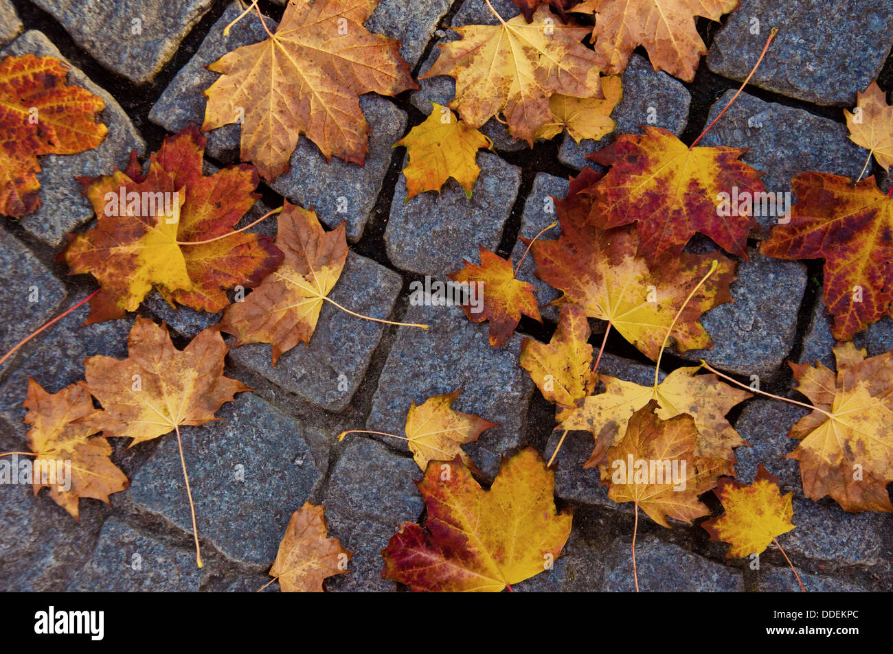 autumn leaves on paving Stock Photo