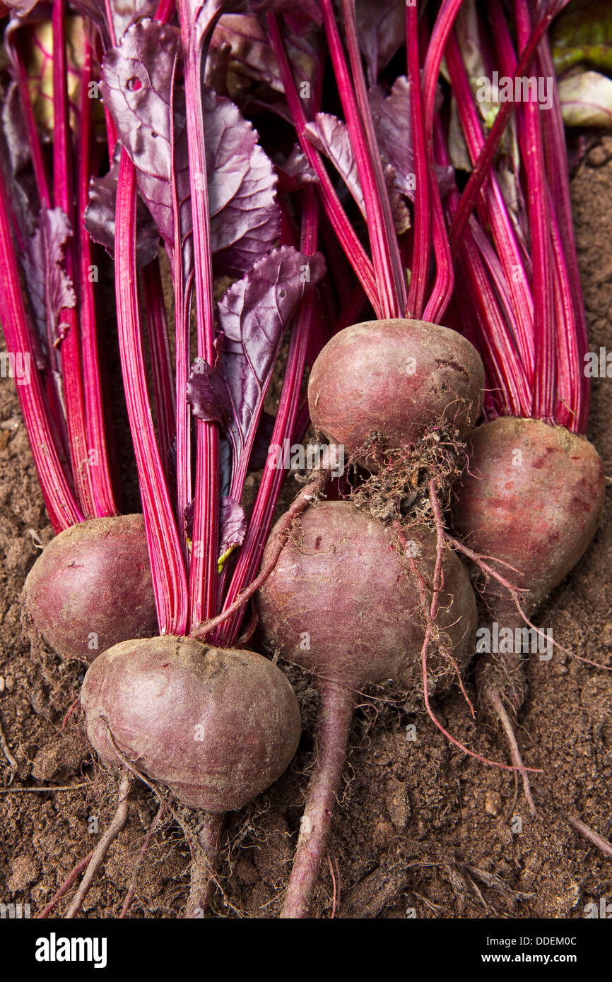 A group of beetroot freshly dug from the soil Stock Photo