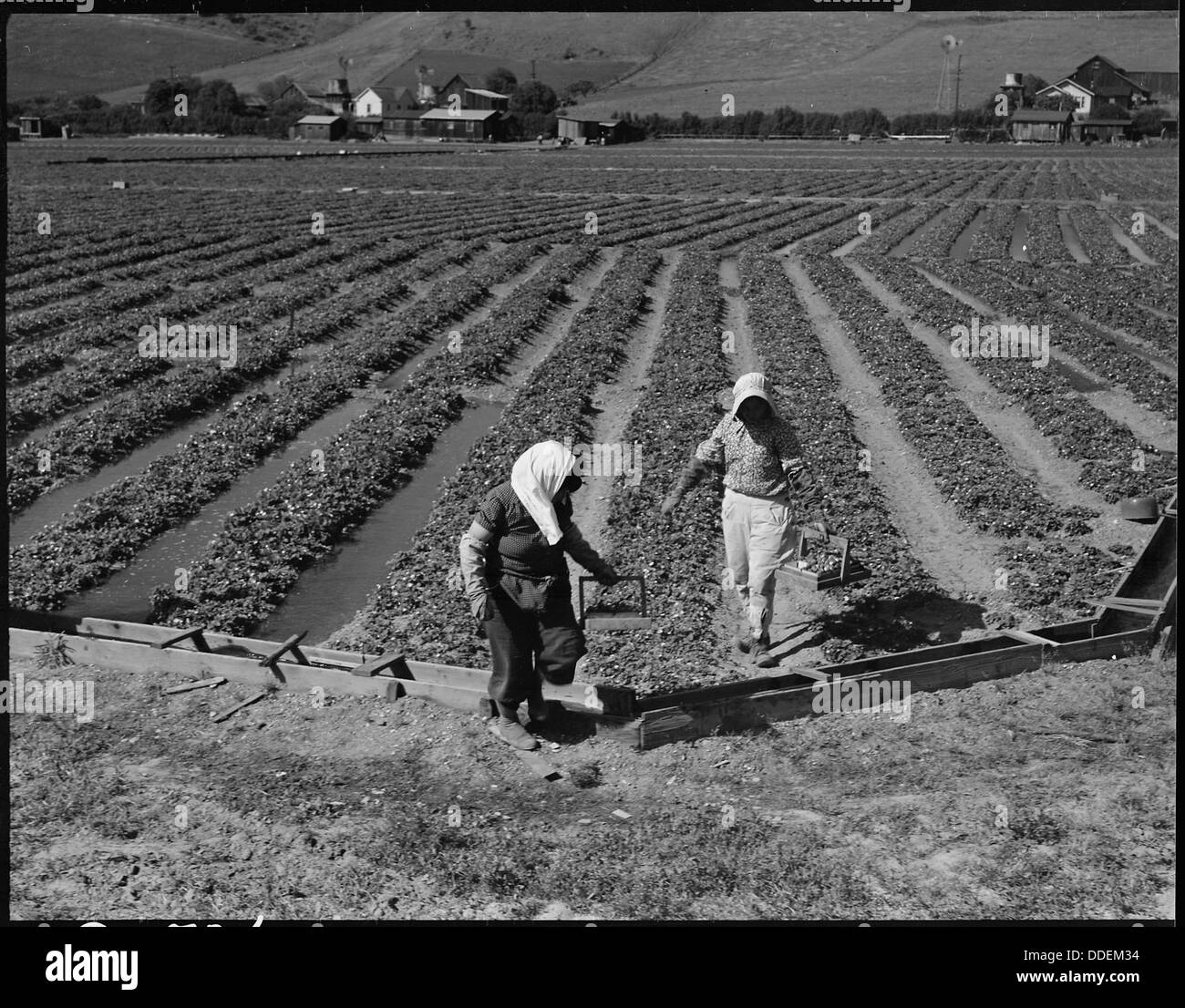 Near Mission San Jose, California. Family of Japanese ancestry laboring in their strawberry field a . . . 537840 Stock Photo