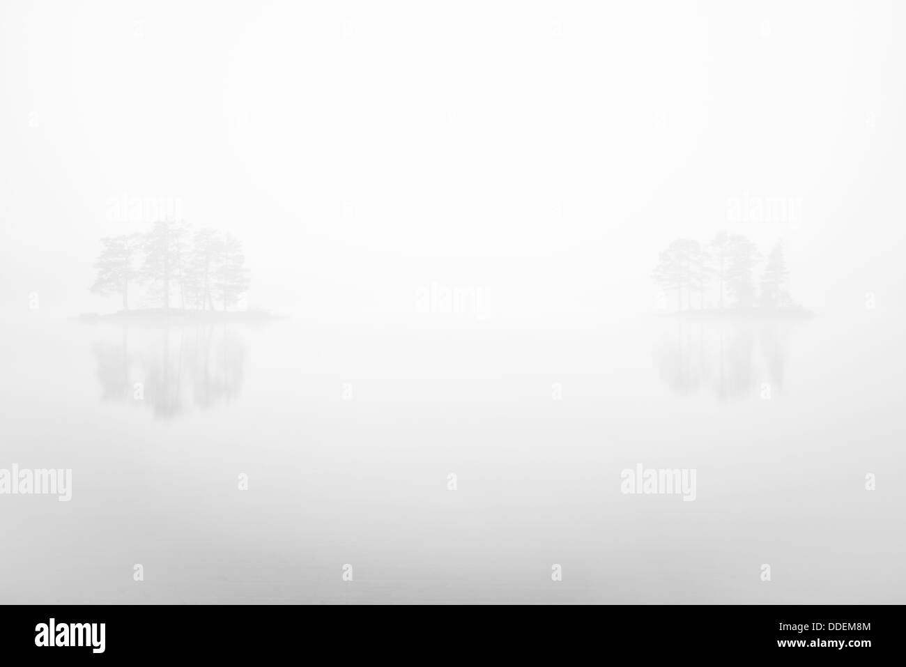 Trees in mist, Dalarna, Sweden Stock Photo