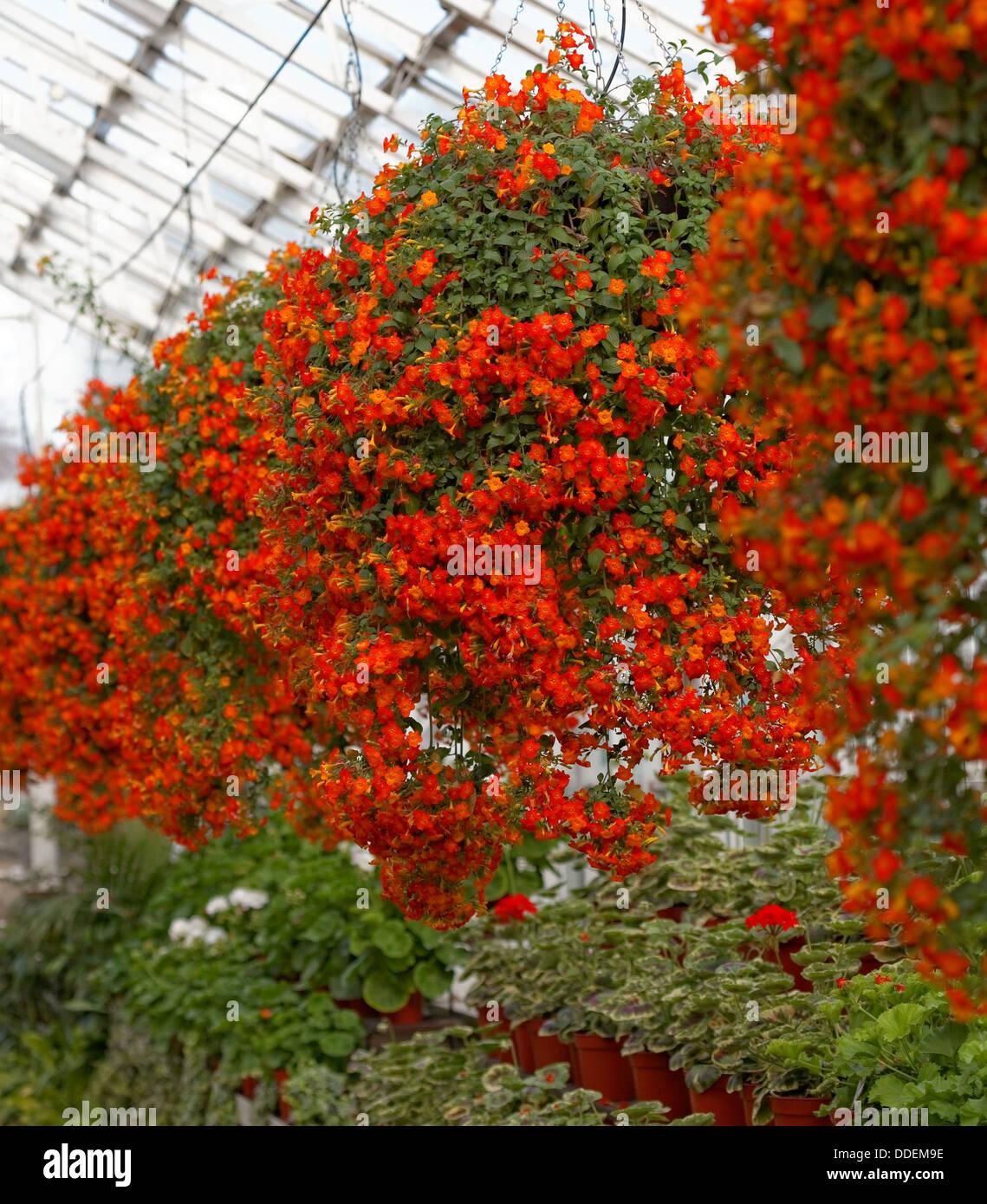 Hanging cluster of orange flowers in greenhouse Stock Photo Alamy
