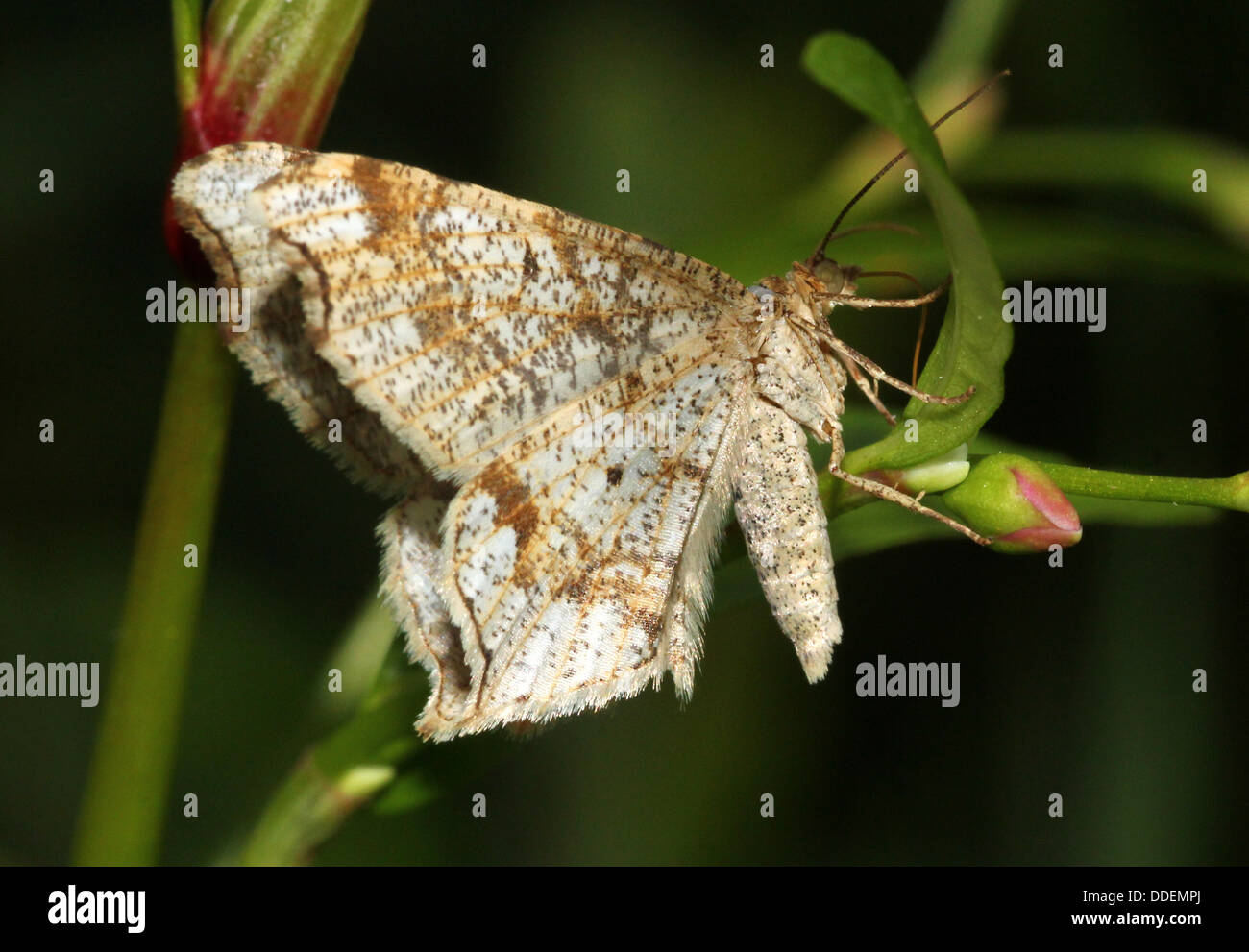 Macaria notata peacock moth hires stock photography and images Alamy