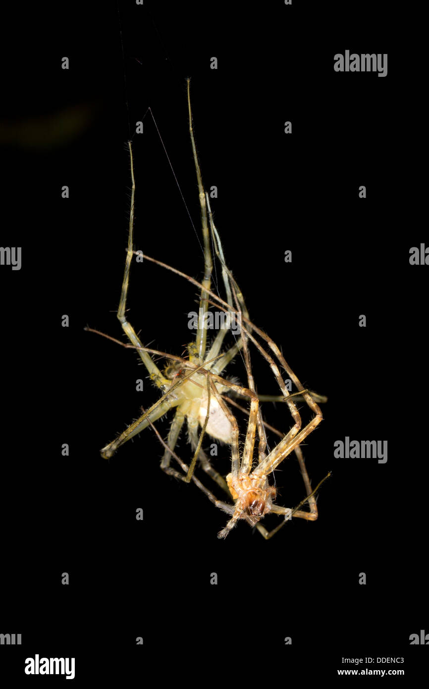 Spider (probably Thaumasia sp. family Pisauridae) changing its skin. Stock Photo
