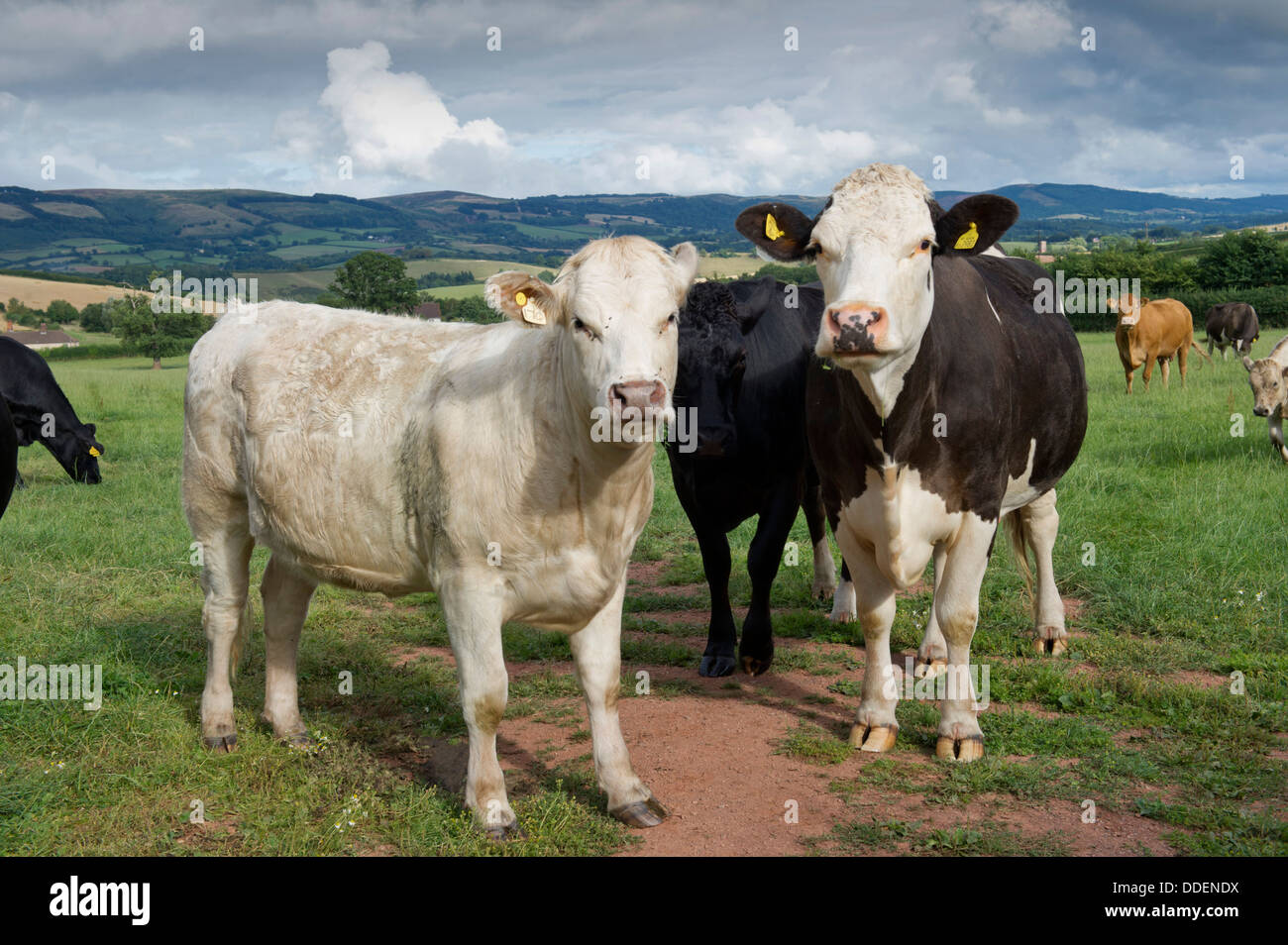 Healthy cattle in a field on a farm in Monksilver,Somerset,UK,in a badger cull test area.a UK countryside cows TB 'Bovine TB' Stock Photo