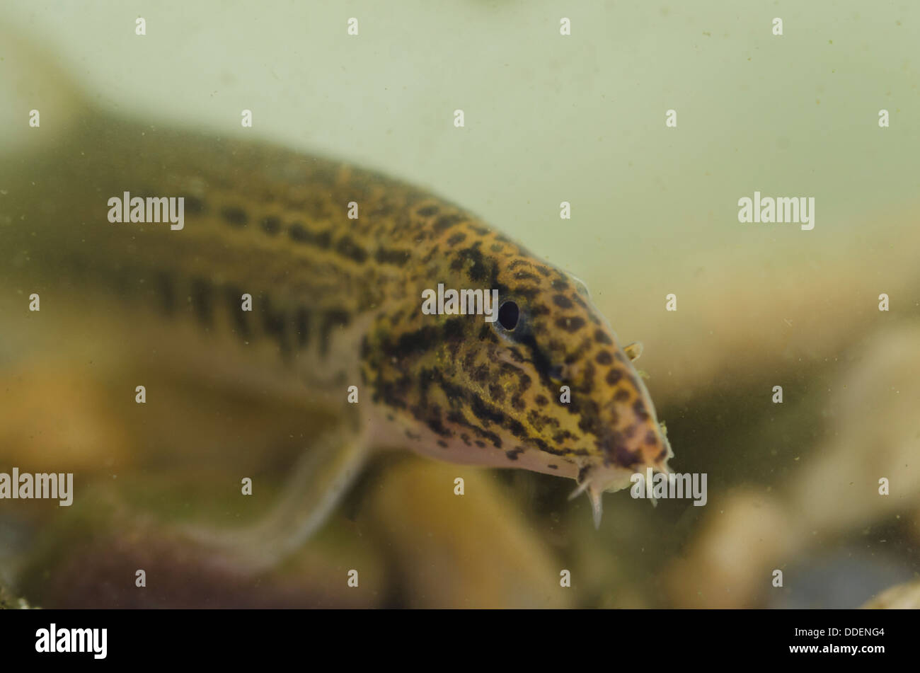 Spined Loach Stock Photo