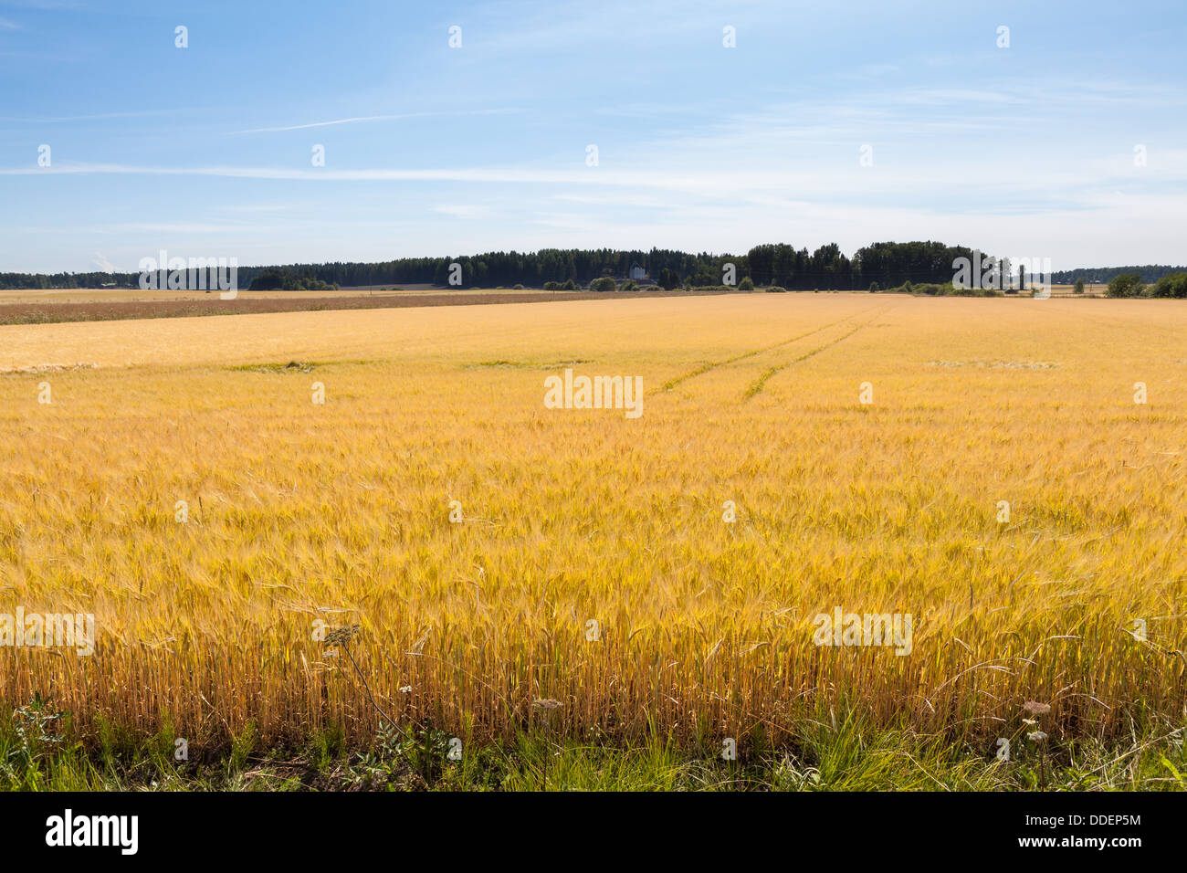 Barley field in Inkoo, Finland Stock Photo