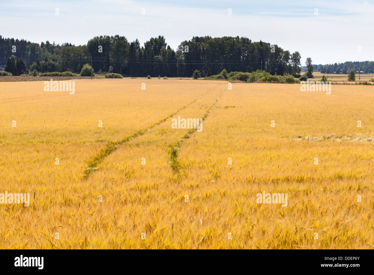 Barley field in Inkoo, Finland Stock Photo