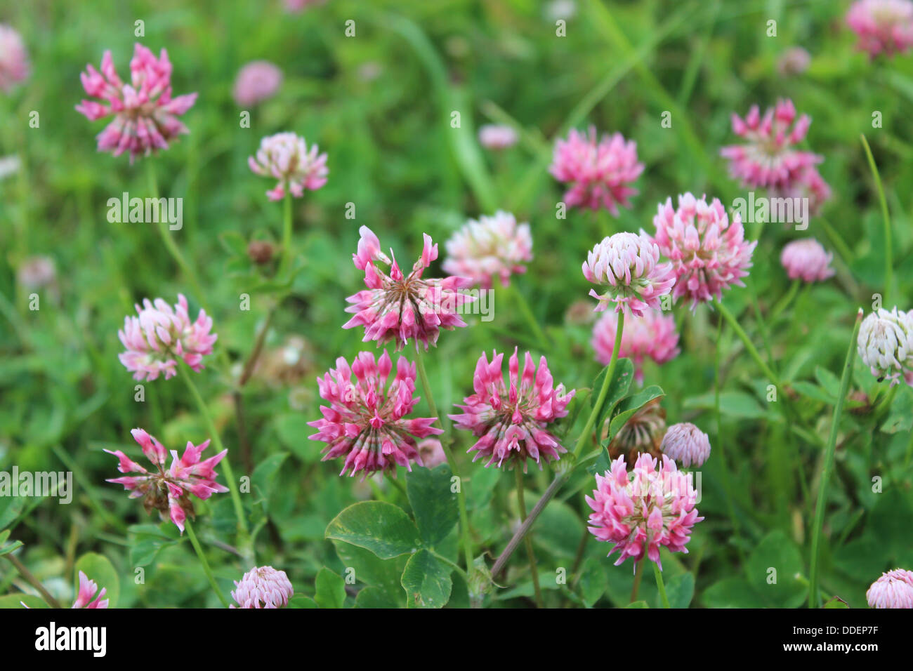 The image of pink flowers of clover Stock Photo Alamy