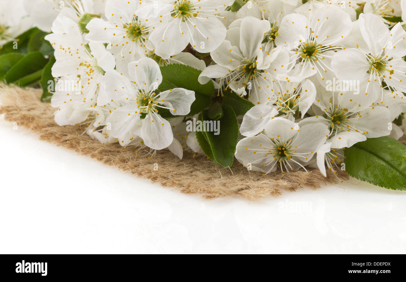 cherry blossom isolated on white background Stock Photo - Alamy