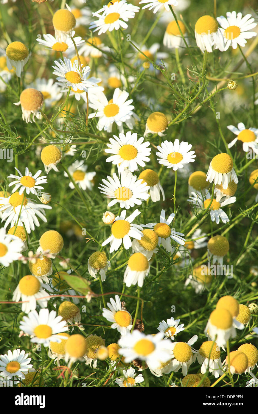 White-yellow flowers of Wild chamomile (Matricaria recutita). Location: Male Karpaty, Slovakia. Stock Photo
