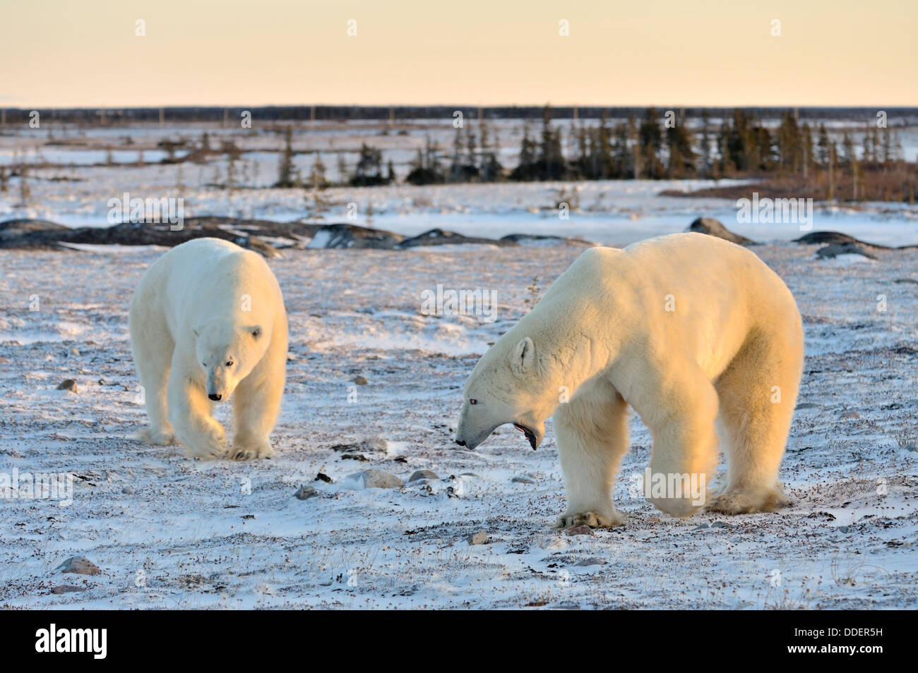 Two polar bears (Ursus maritimus) quarreling and threatening on frozen tundra at sunset, Churchill, Manitoba, Canada. Stock Photo