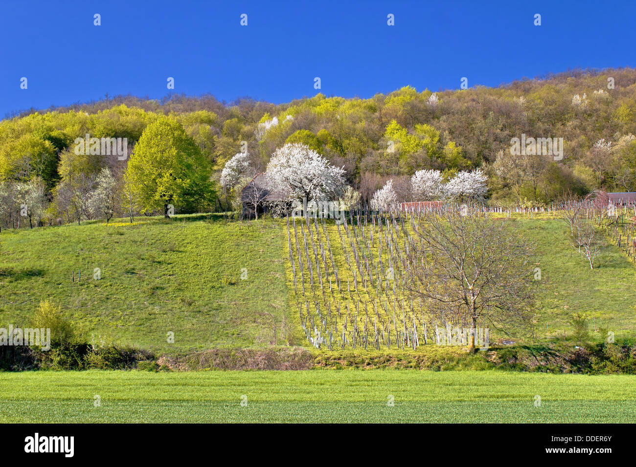 Idyllic springtime hill vineyard and nature, Kalnik mountain, Croatia Stock Photo