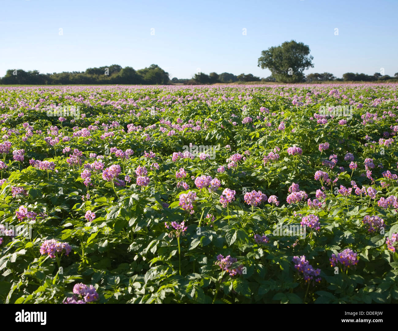 Purple flowers field potatoes Suffolk England Stock Photo Alamy