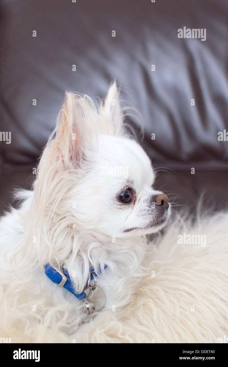 Do Dogs Like Sheepskin Rugs