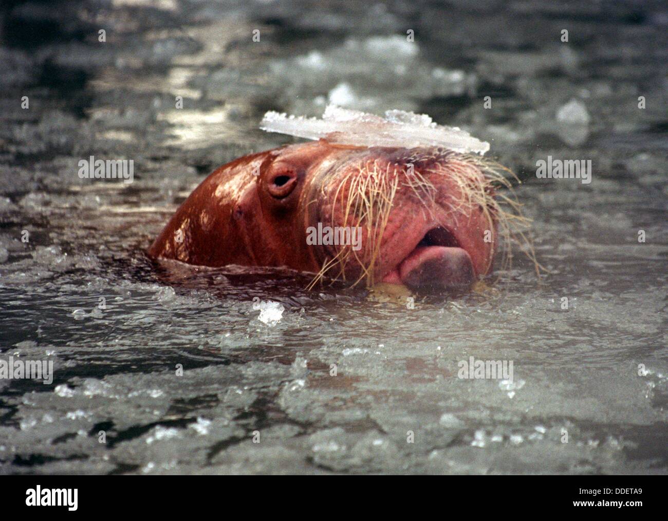 Walrus Antje exercises as ice breaker in animal park Hamburg on the 8th