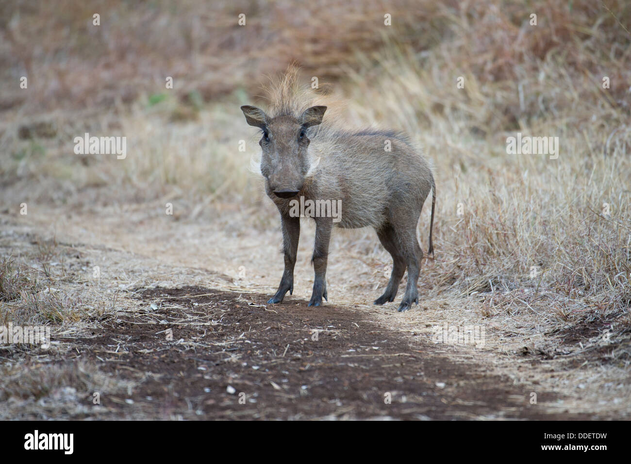 Warthog Stock Photo