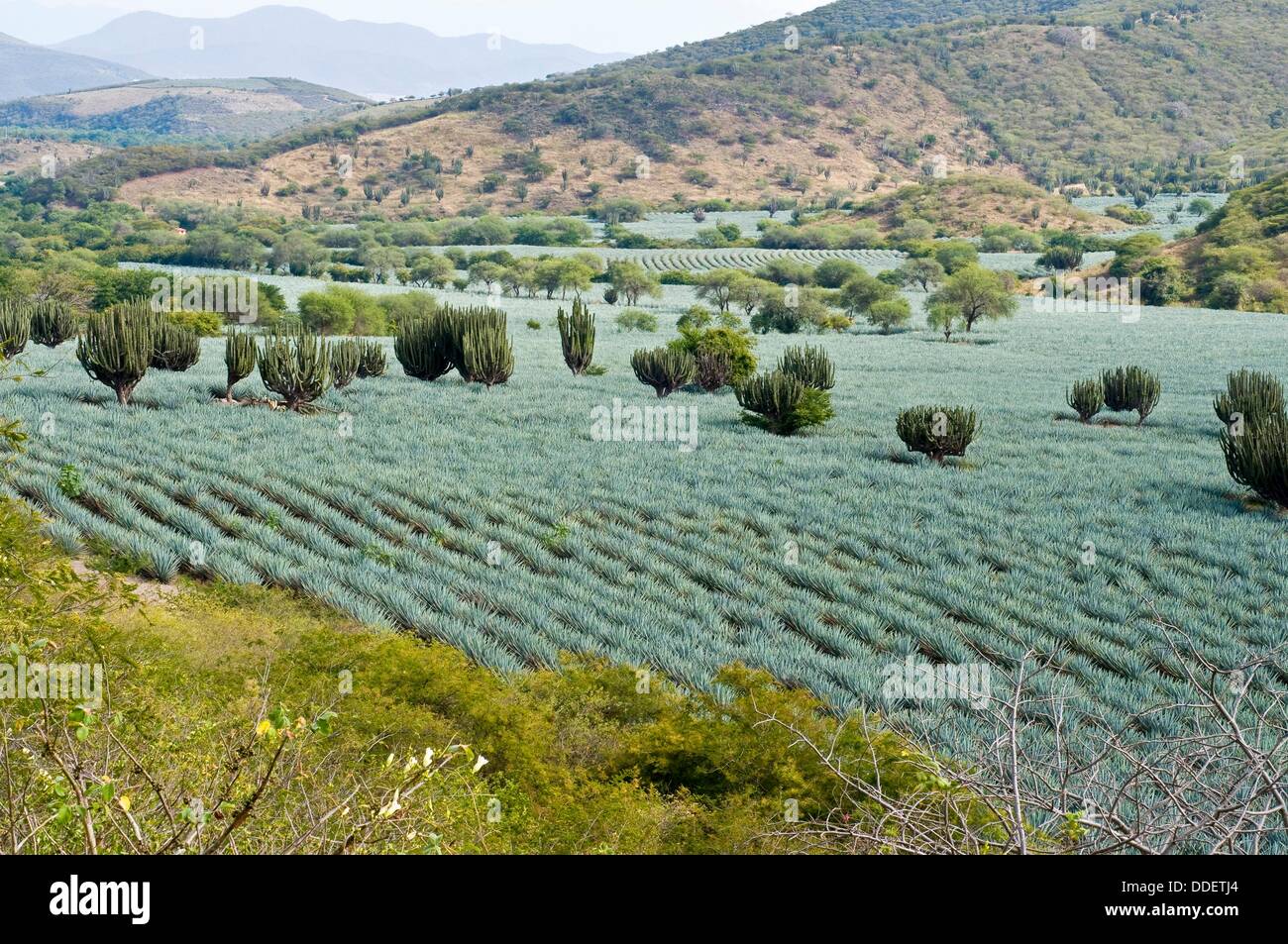 Growing Agave Plants for Tequila Production Stock Photo Alamy