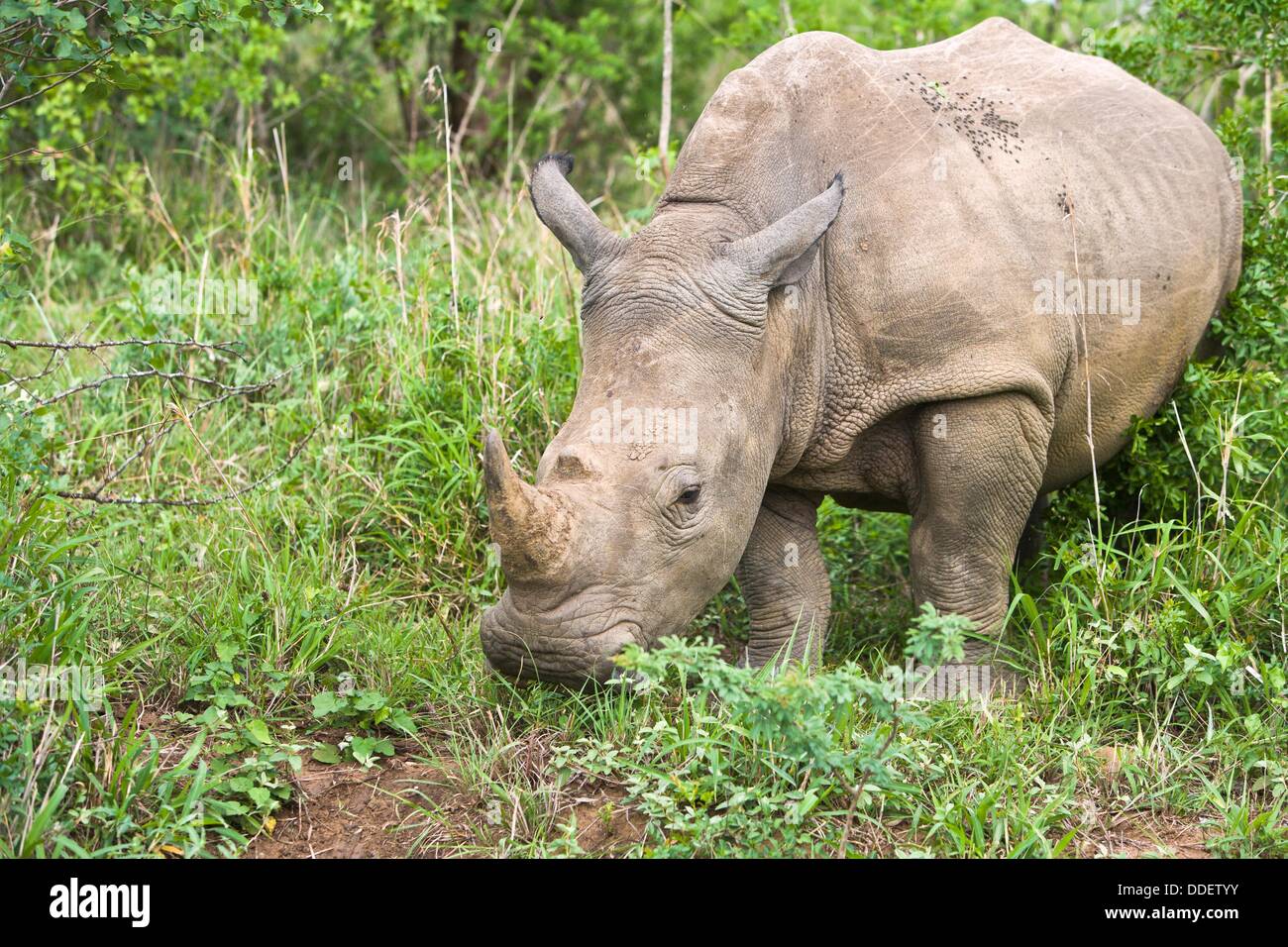 White rhino (Ceratotherium simum) in the Hluhluwe National Park in Kwa ...