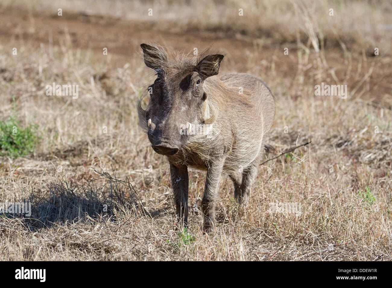 Warthog Stock Photo