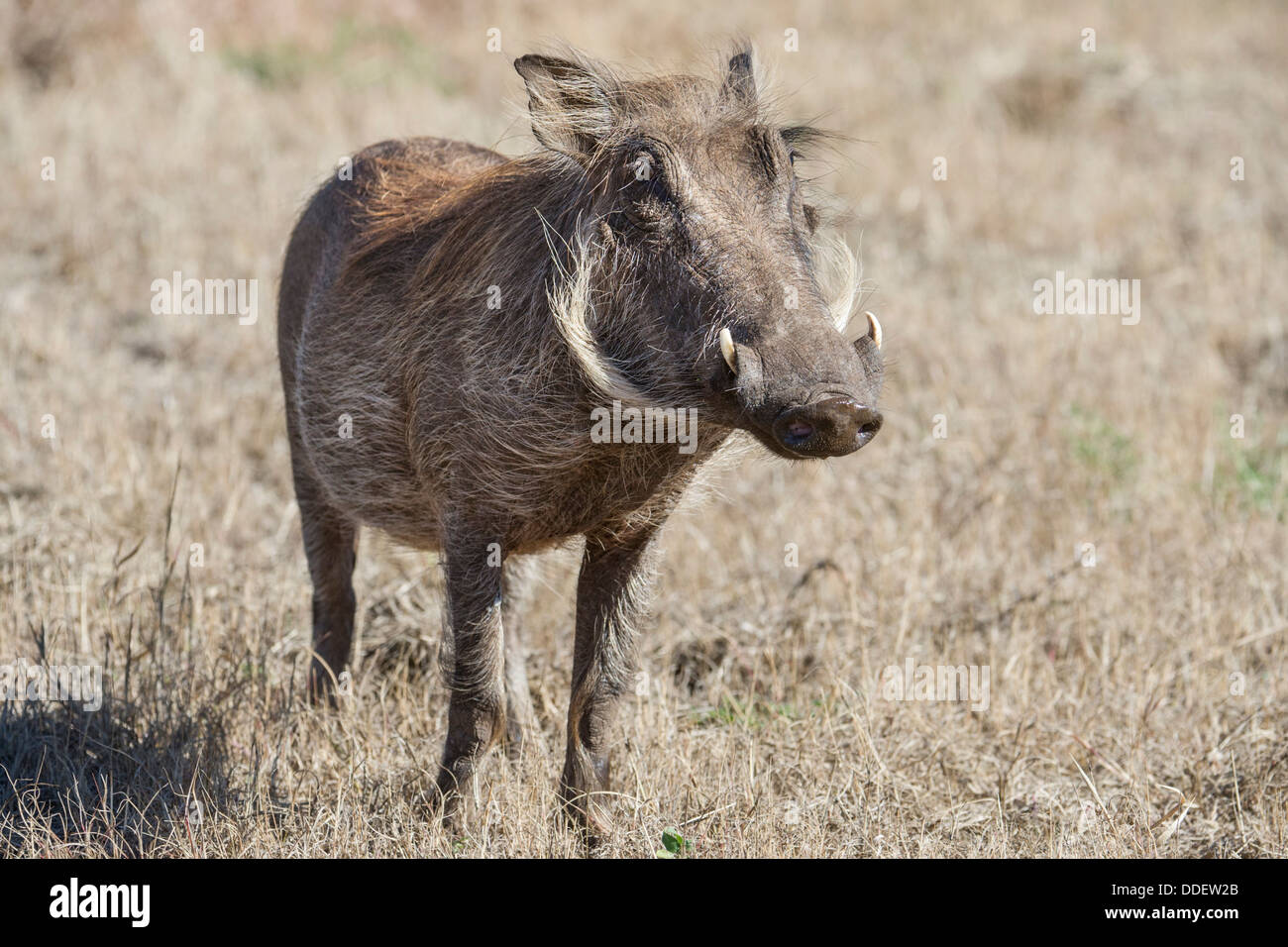 Warthog Stock Photo