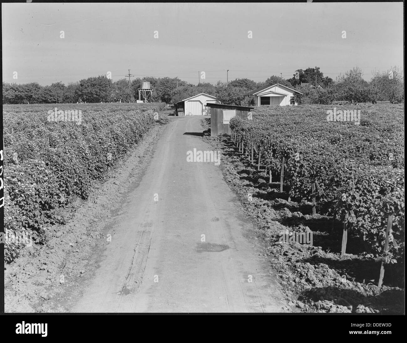 Near Centerville, Alameda County, California. Japanese berry farm