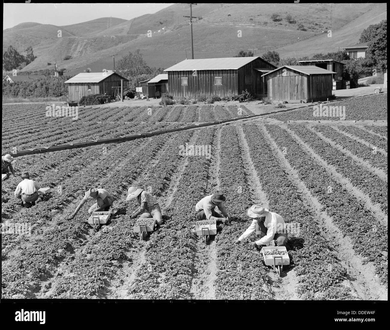 Near Mission San Jose, California. Family Of Japanese Ancestry Laboring 