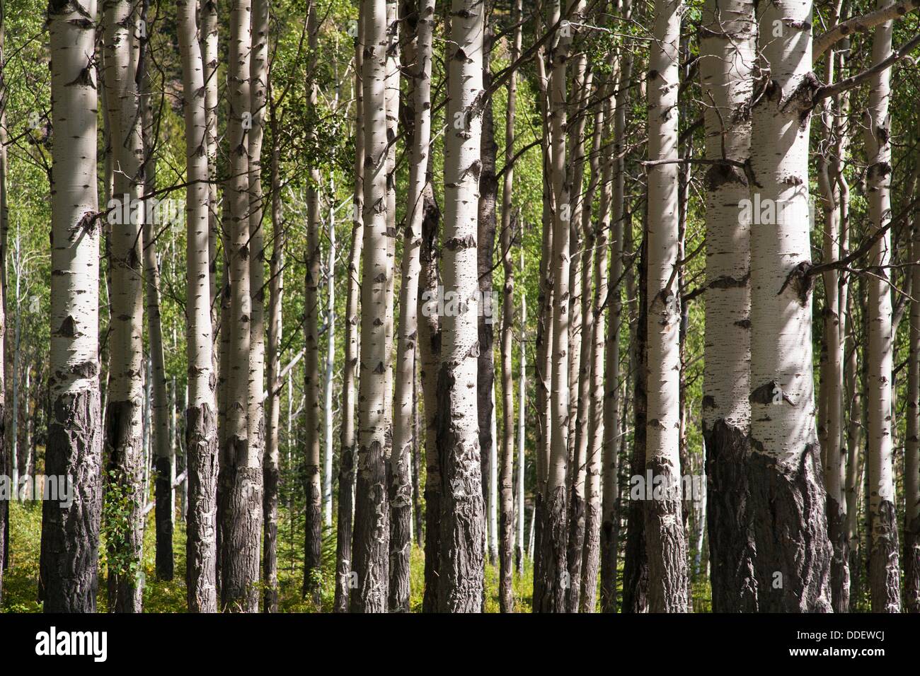 Detail of birch tree trunks, Alberta, Canada Stock Photo Alamy