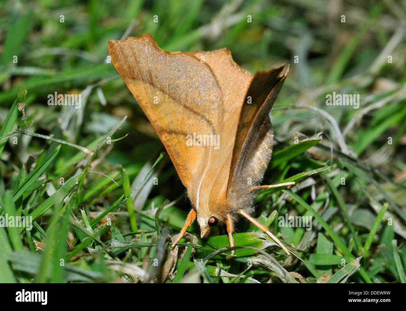 Dusky Thorn Moth - Ennomos fuscantaria on grass Stock Photo