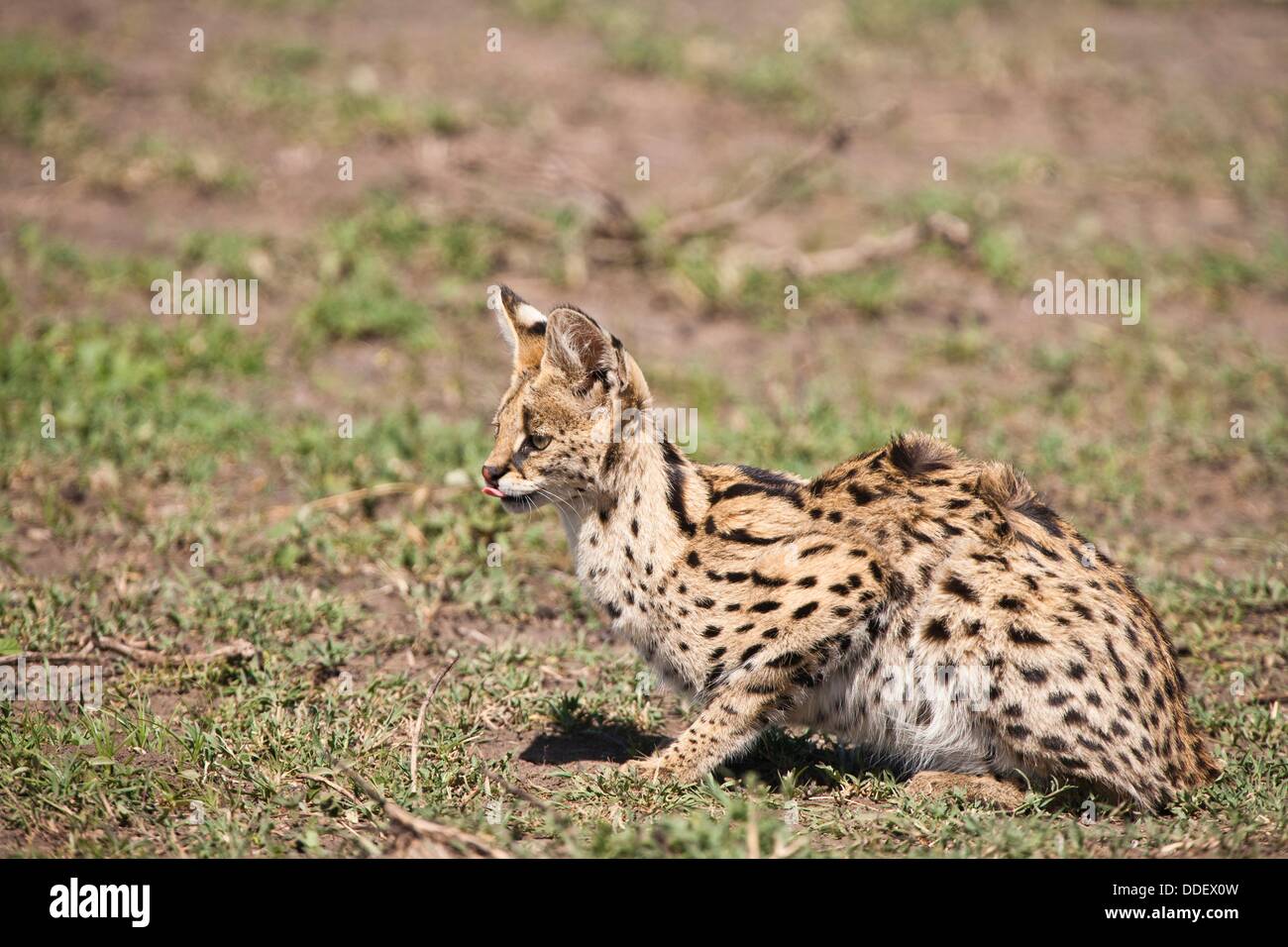 Serval Cat Felis Serval Looking For Food In The Serengeti National Stock Photo Alamy