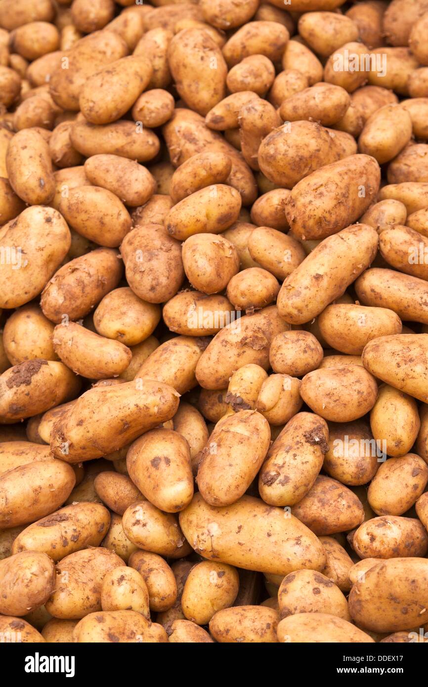 A Lot of Potatoes
