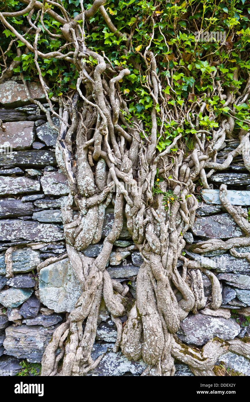 Ivy Roots High Resolution Stock Photography and Images Alamy
