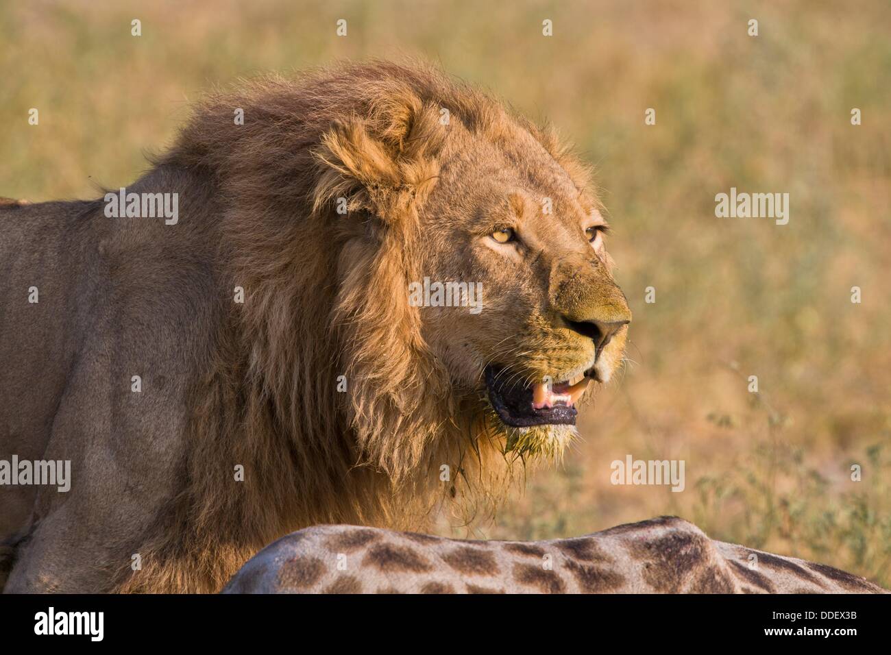 Portrait of a male lion Panthera leo at a giraffe kill in the Okavango ...